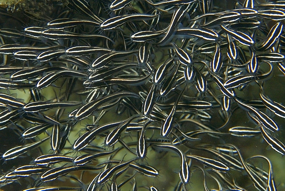 Juvenile striped catfish (Plotosus lineatus) schooling, Malapascua, Cebu, Philippines, Southeast Asia, Asia