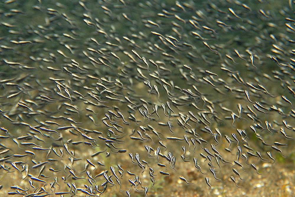 Juvenile striped catfish (Plotosus lineatus) schooling, Malapascua, Cebu, Philippines, Southeast Asia, Asia