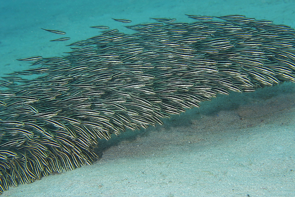 Juvenile striped catfish (Plotosus lineatus) schooling and feeding on sandy bottom, Puerto Galera, Mindoro, Philippines, Southeast Asia, Asia