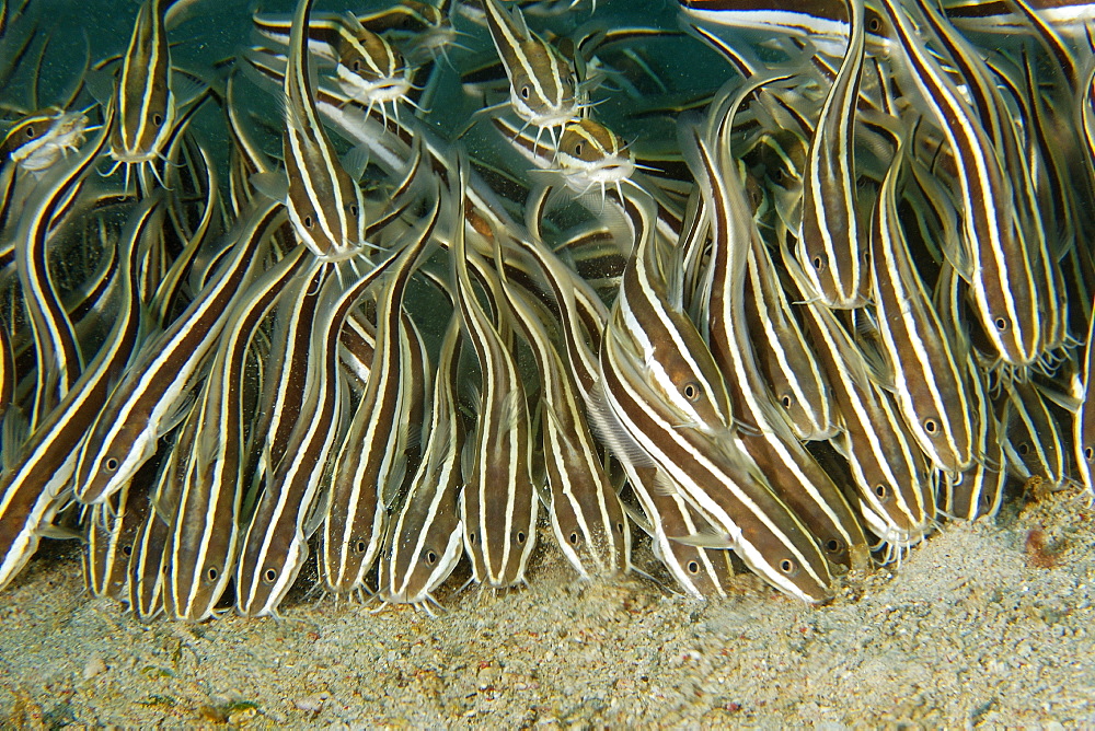 Juvenile striped catfish (Plotosus lineatus) schooling and feeding on sandy bottom, Puerto Galera, Mindoro, Philippines, Southeast Asia, Asia