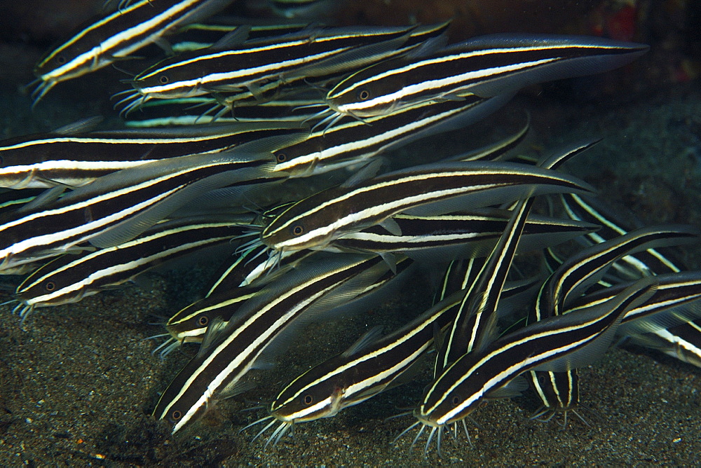 Juvenile striped catfish (Plotosus lineatus) schooling, Cars, Dumaguete, Negros Island, Philippines, Southeast Asia, Asia