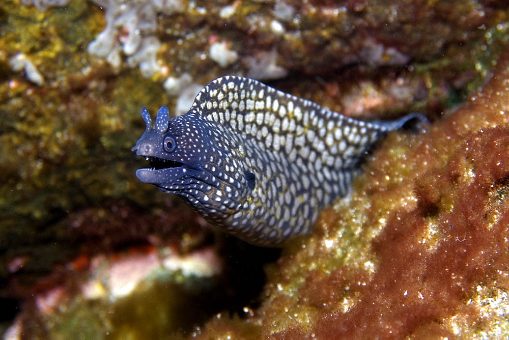 Moray eel (Muraena pavonina), St. Peter and St. Paul's rocks, Brazil, South America