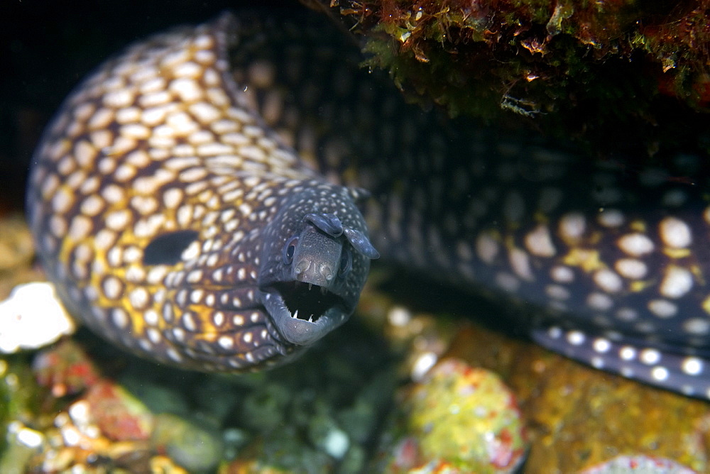 Moray eel (Muraena pavonina), St. Peter and St. Paul's rocks, Brazil, South America