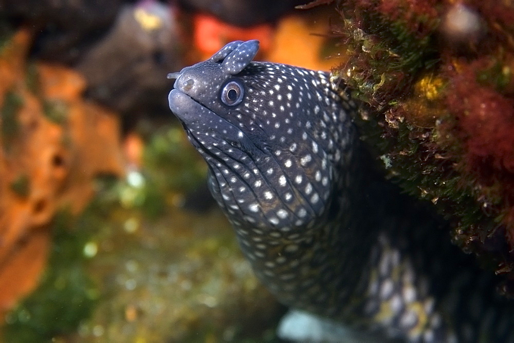 Moray eel (Muraena pavonina), St. Peter and St. Paul's rocks, Brazil, South America