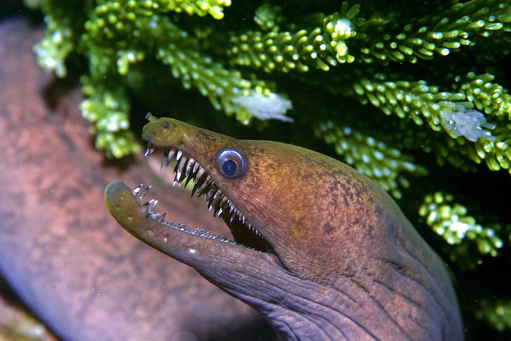 Viper moray (mulatto conger) (Enchelycore nigricans), St. Peter and St. Paul's rocks, Brazil, South America