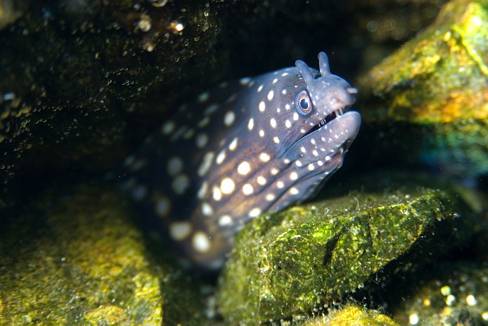 Moray eel (Muraena pavonina), St. Peter and St. Paul's rocks, Brazil, South America