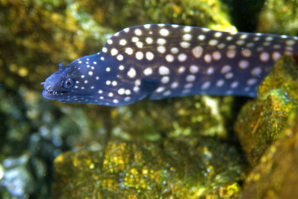 Moray eel (Muraena pavonina), St. Peter and St. Paul's rocks, Brazil, South America