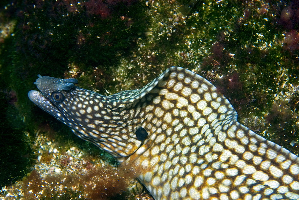 Moray eel (Muraena pavonina), St. Peter and St. Paul's rocks, Brazil, South America