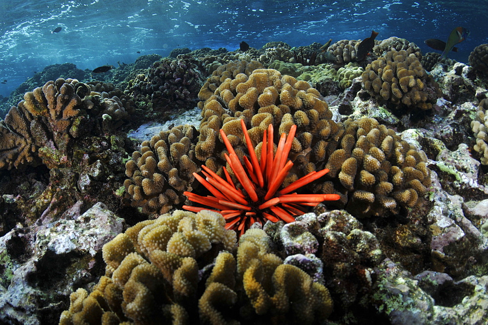 Red pencil sea urchin (Heterocentrotus mammillatus), Molokini crater, Maui, Hawaii, United States of America, Pacific