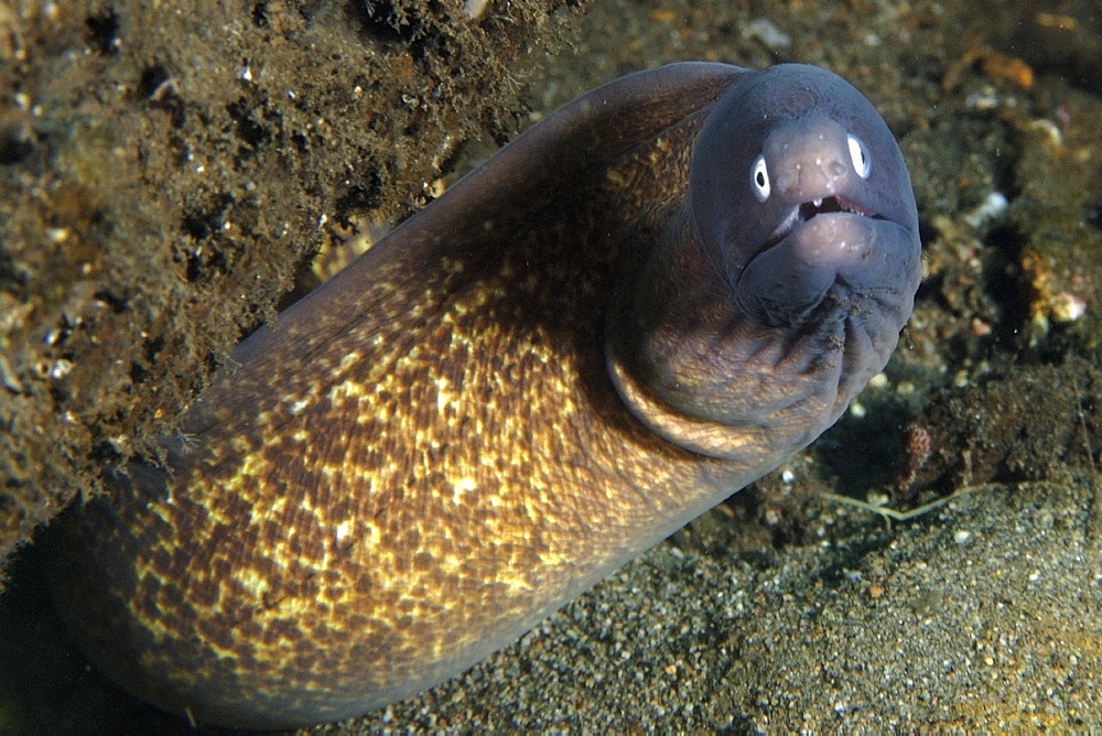 White-eyed moray (Siderea thysoidea), Cars, Dumaguete, Negros Island, Philippines, Southeast Asia, Asia