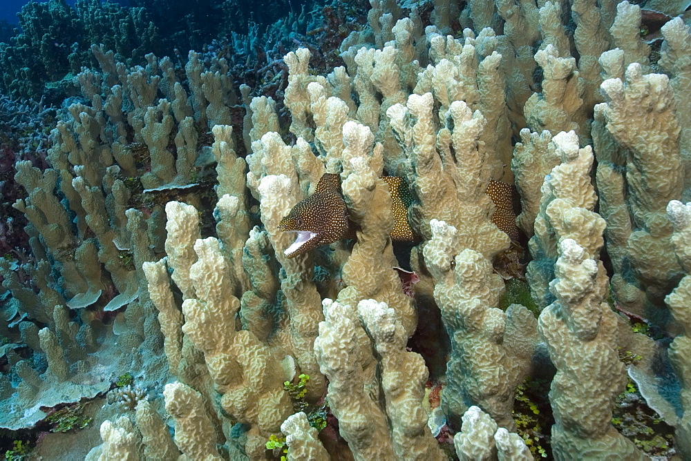 Whitemouth moray (Gymnothorax meleagris) seeks shelter in coral reef, Truk lagoon, Chuuk, Federated States of Micronesia, Caroline Islands, Micronesia, Pacific Ocean, Pacific