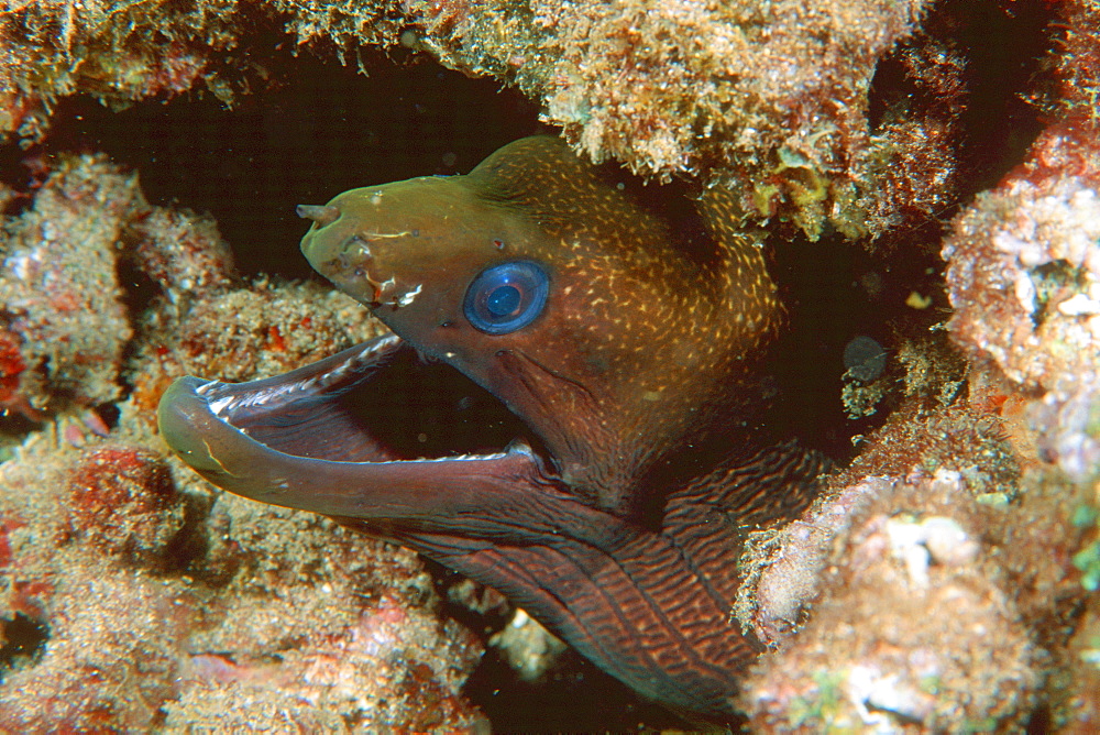 Undulated moray,(Gymnothorax undulatus), Maui, Hawaii, United States of America, Pacific