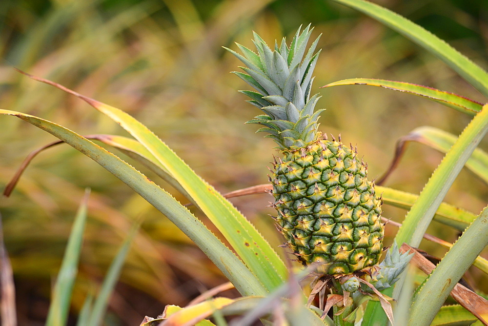 Pineapple (Ananas comosus), Oahu, Hawaii, United States of America, North America