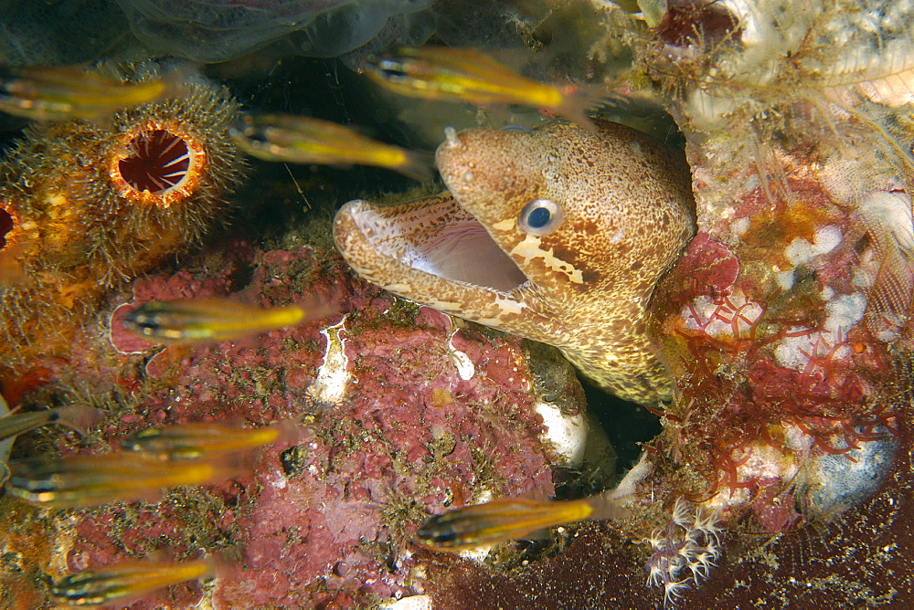 Barred-fin moray (Gymnothorax zonipectis) opening mouth, Dumaguete, Negros, Philippines, Southeast Asia, Asia