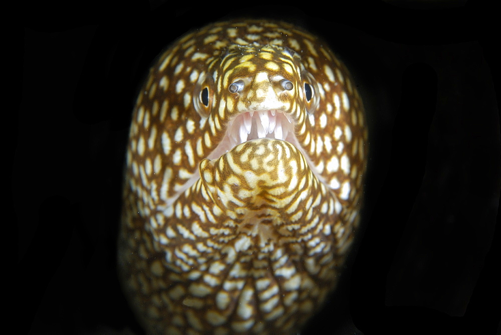 Whitemouth moray (Gymnothorax meleagris), Namu Atoll, Marshall Islands, Micronesia, Pacific Ocean, Pacific