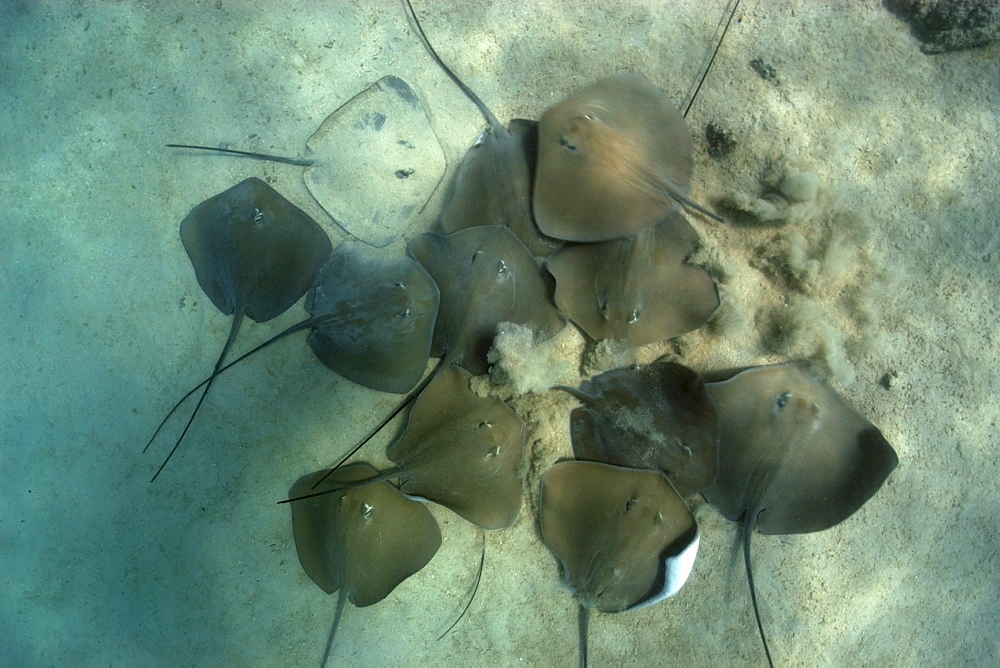 Large group of pink whipray (Tahitian stingray) (Himantura fai), Rongelap, Marshall Islands, Micronesia, Pacific