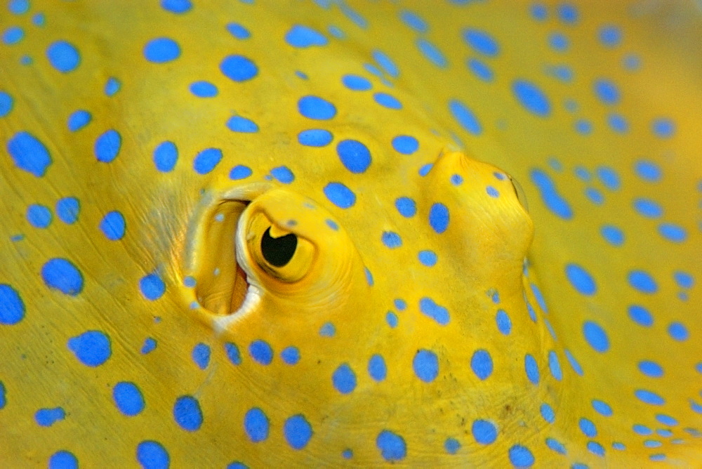 Eyes and spiracles of captive blue-spotted ray (Taeniura lymma), occurs in Indo-Asian Pacific, from East Africa to Australia and Papua New Guinea, north to Philippines