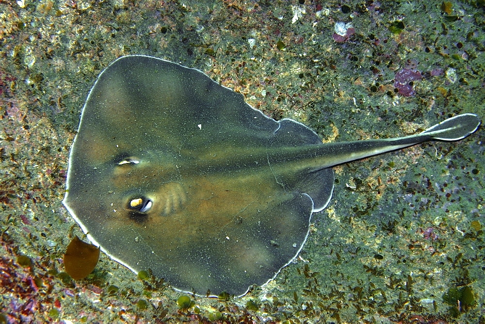 Sepia stingray (Urolophus aurantiacus), Munsom Island, Jeju-Do, South Korea, East Sea, Asia