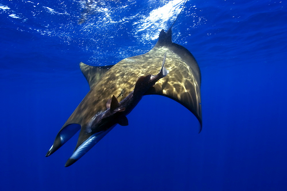 Mobula (Devil ray) (Mobula tarapacana). St. Peter and St. Paul's rocks, Brazil, South America