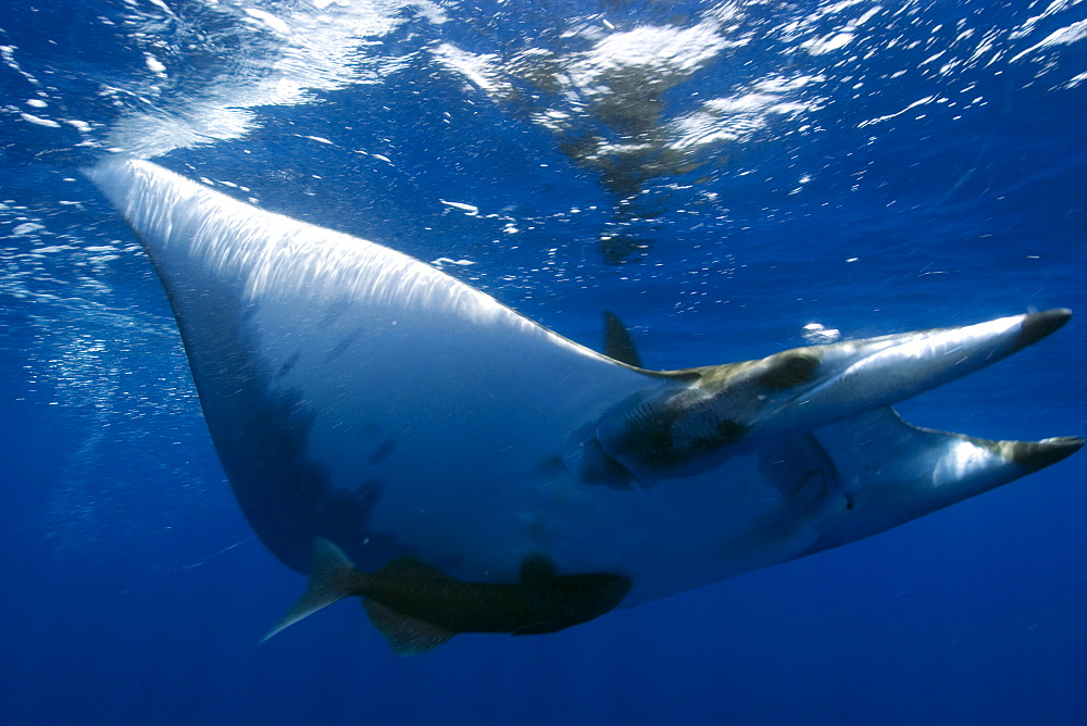 Mobula (Devil ray) (Mobula tarapacana). St. Peter and St. Paul's rocks, Brazil, South America