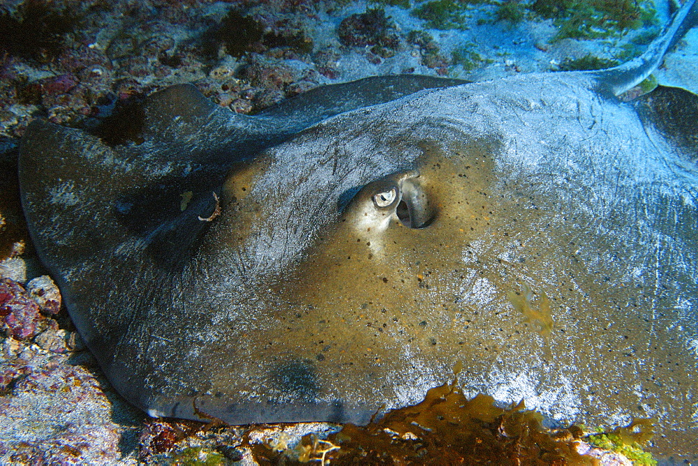 Southern stingray (Dasyatis americana) lying in the sandy bottom of a cavern, Ressurreta, Fernando de Noronha national marine sanctuary, Pernambuco, Brazil, South America