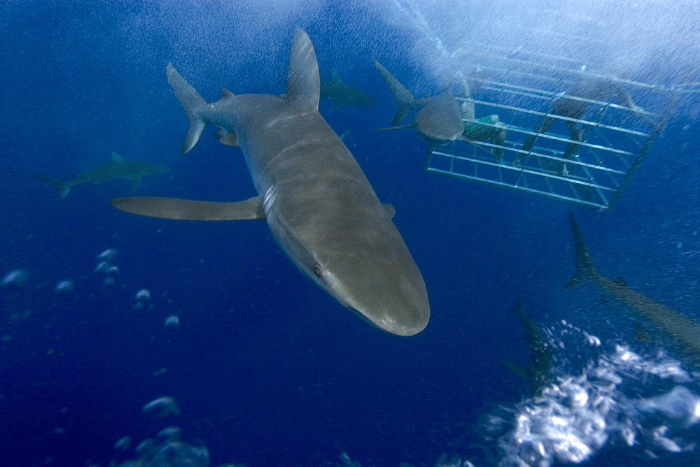 Thrill seekers experience cage diving with Galapagos sharks (Carcharhinus galapagensis), North shore, Oahu, Hawaii, United States of America, Pacific