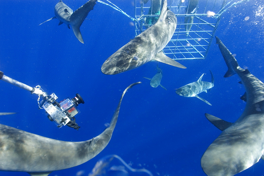 Remote underwater video camera records cage diving with Galapagos sharks (Carcharhinus galapagensis), North shore, Oahu, Hawaii, United States of America, Pacific