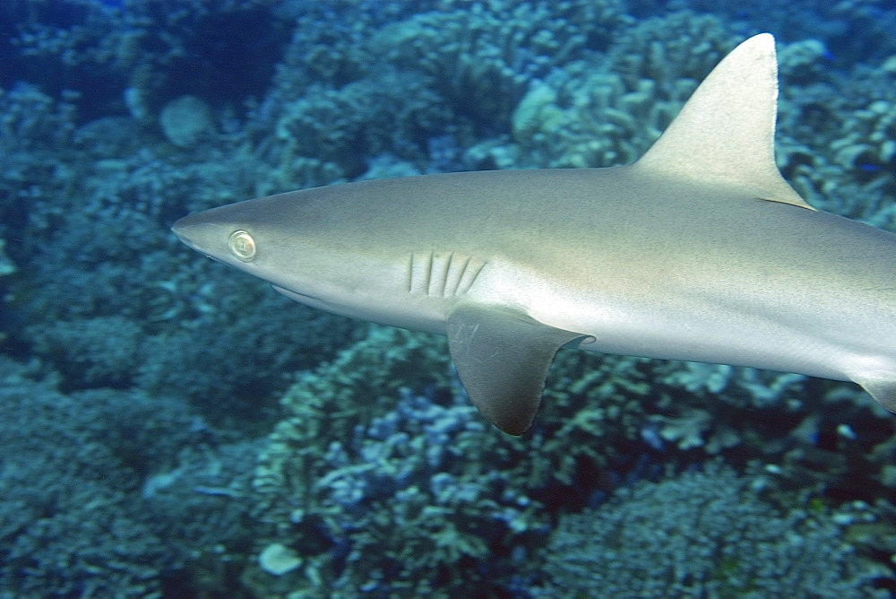 Gray reef shark (Carcharhinus amblyrhynchos), Jaboan, Rongelap, Marshall Islands, Micronesia, Pacific