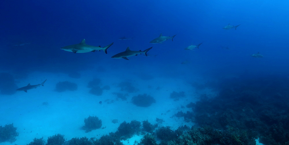 Gray reef sharks (Carcharhinus amblyrhynchos) glide over reef, Chuuk, Federated States of Micronesia, Caroline Islands, Micronesia, Pacific Ocean, Pacific