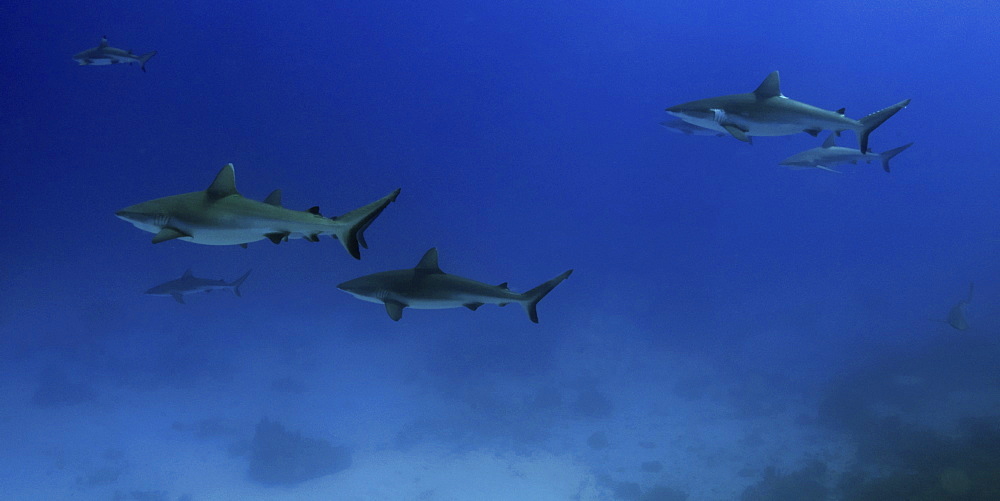 Gray reef sharks (Carcharhinus amblyrhynchos) glide over reef, Chuuk, Federated States of Micronesia, Caroline Islands, Micronesia, Pacific Ocean, Pacific