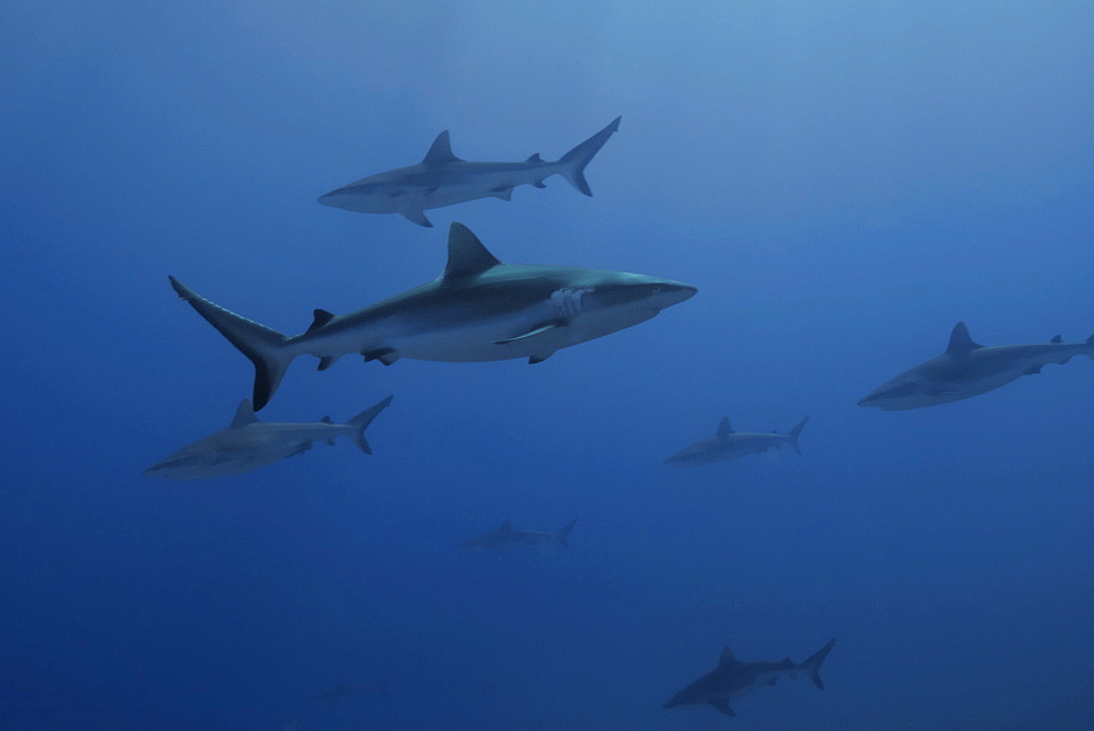 Gray reef sharks (Carcharhinus amblyrhynchos) glide over reef, Chuuk, Federated States of Micronesia, Caroline Islands, Micronesia, Pacific Ocean, Pacific