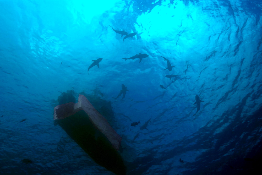 Gray reef sharks (Carcharhinus amblyrhynchos) circle under boat, Truk lagoon, Chuuk, Federated States of Micronesia, Caroline Islands, Micronesia, Pacific Ocean, Pacific