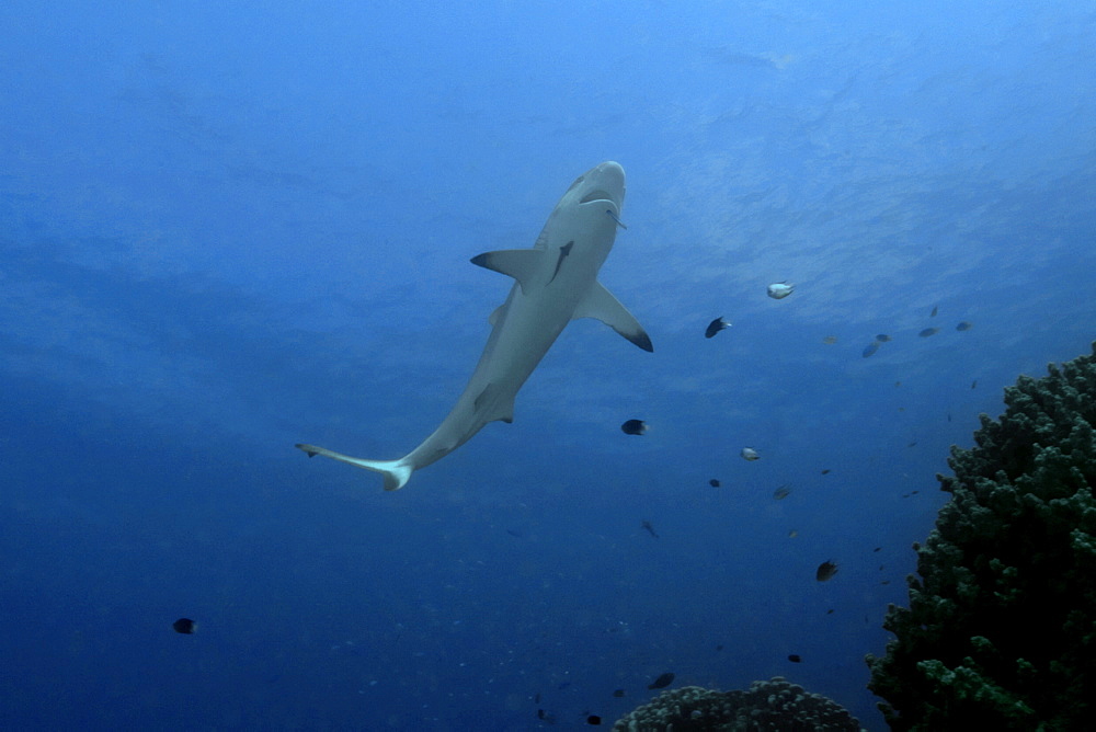 Gray reef shark (Carcharhinus amblyrhynchos) approaches reef to get cleaned by wrasse,Truk lagoon, Chuuk, Federated States of Micronesia, Caroline Islands, Micronesia, Pacific Ocean, Pacific