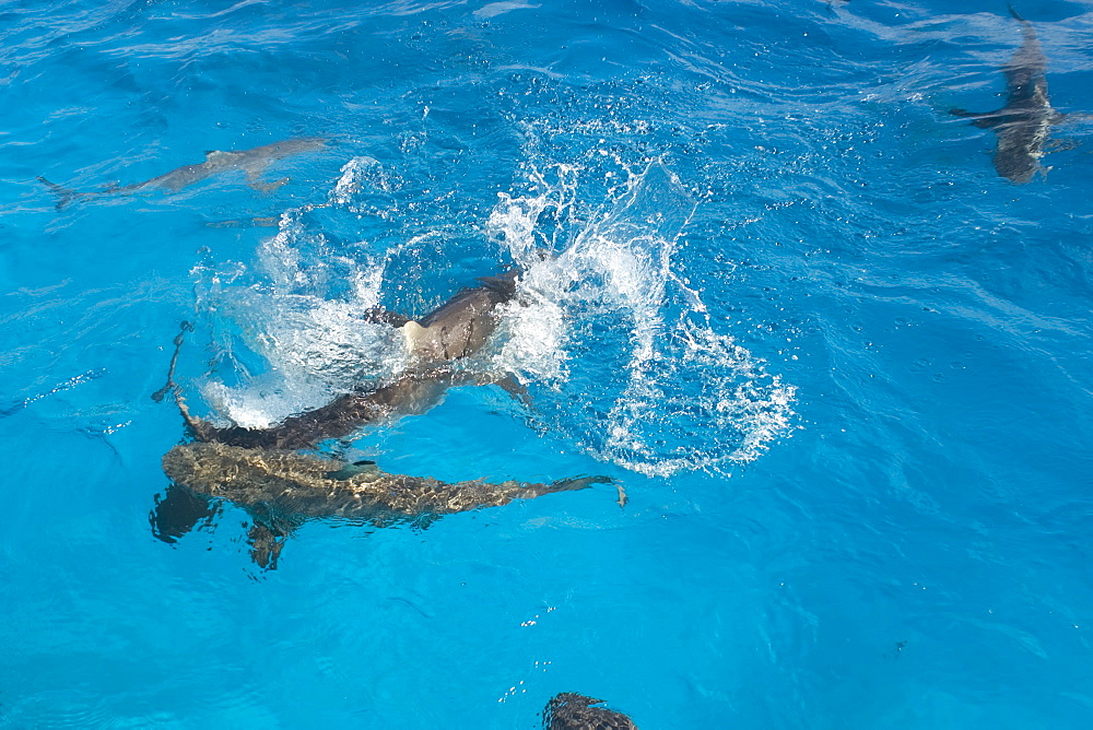 Gray reef sharks (Carcharhinus amblyrhynchos) swim near surface attracted by food, Chuuk, Federated States of Micronesia, Caroline Islands, Micronesia, Pacific Ocean, Pacific