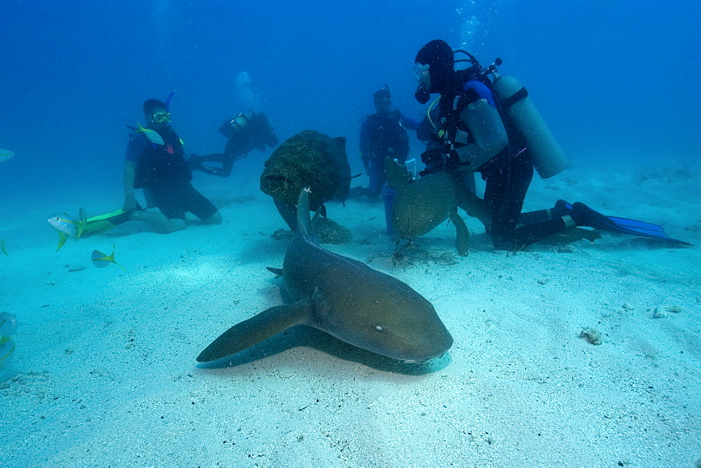 Scuba divers observe nurse sharks (Ginglymostoma cirratum), Molasses Reef, Key Largo, Florida, United States of America, North America