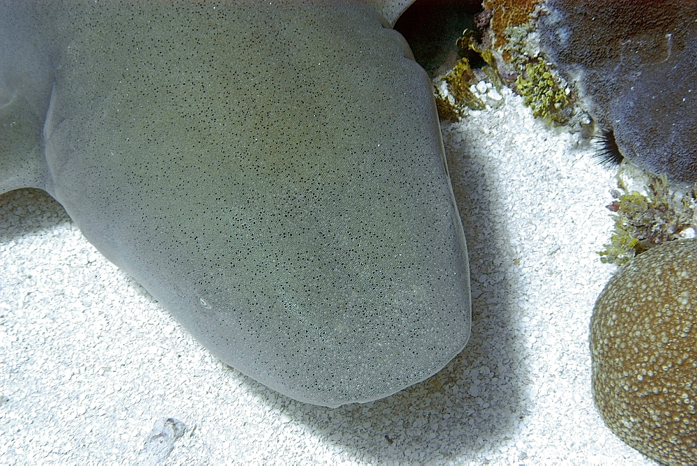 Tawny nurse shark (Nebrius ferrugineus) head detail, Jaboan, Rongelap, Marshall Islands, Micronesia, Pacific