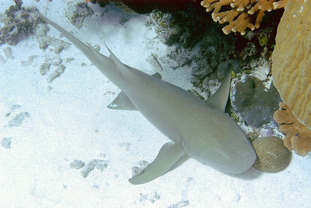 Tawny nurse shark (Nebrius ferrugineus) head detail, Jaboan, Rongelap, Marshall Islands, Micronesia, Pacific