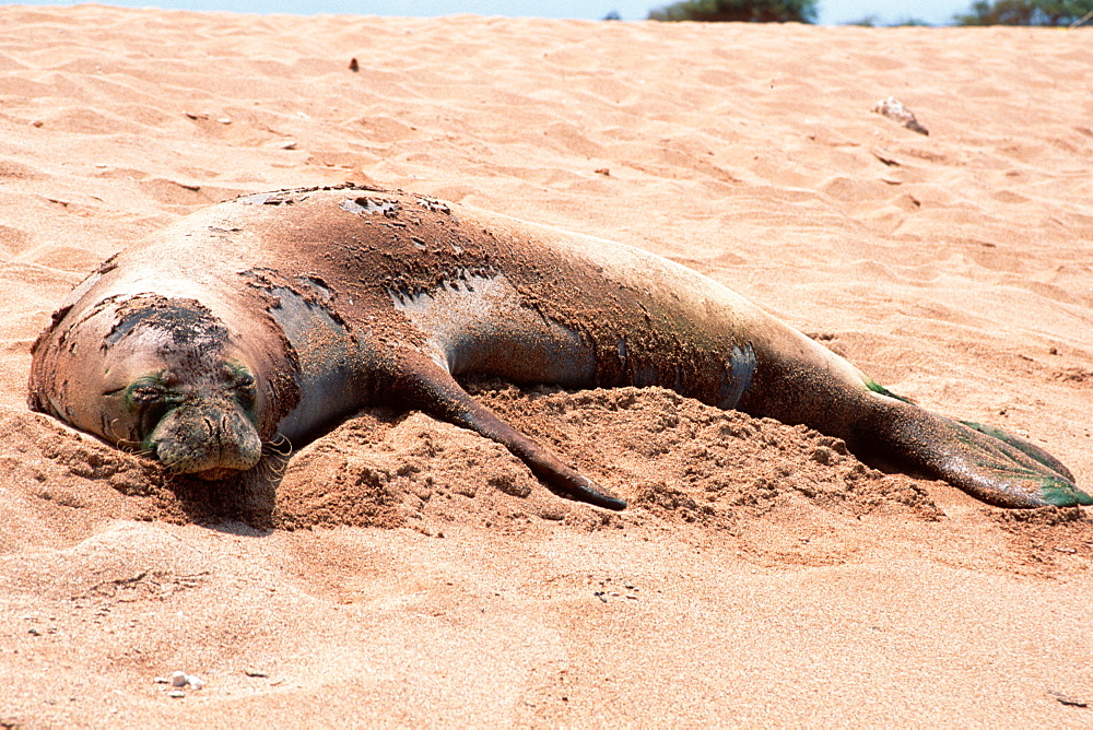 Hawaiian monk seall (Monachus schauinslandi), Poipu Beach, Kauai, Hawaii, United States of America, Pacific
