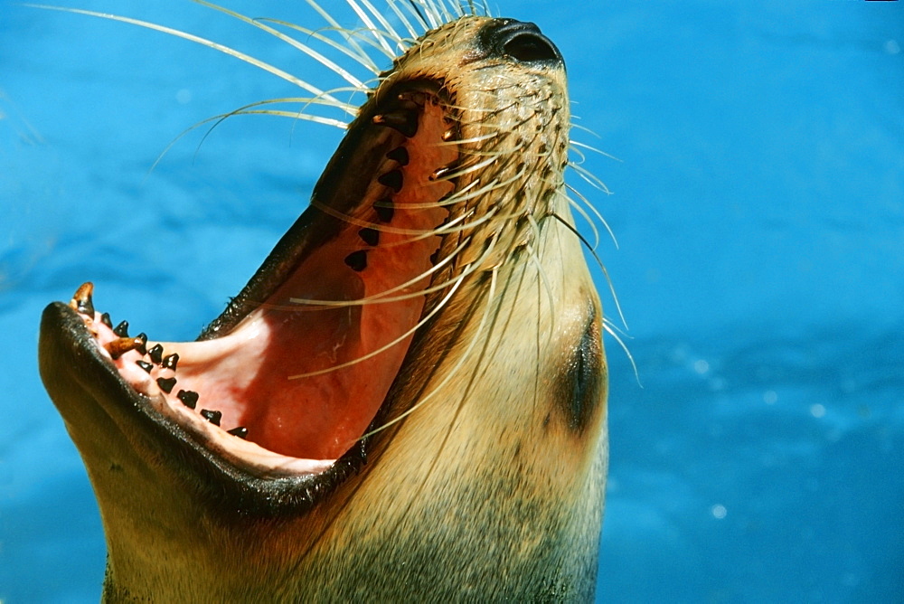 Hungry California harbour seal (Zalophus californianus) with mouth wide open, Sea Life Park, Oahu  Hawaii, United States of America, Pacific