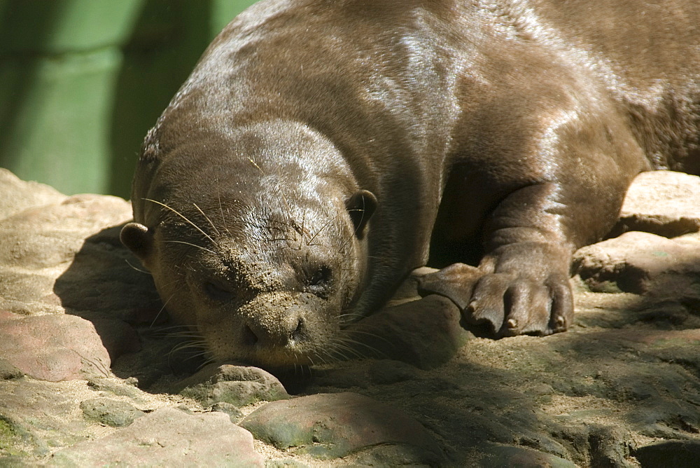 Amazon otter (Pteronura brasiliensis), largest species of otter and critically endangered, Manaus, Amazonas, Brazil, South America