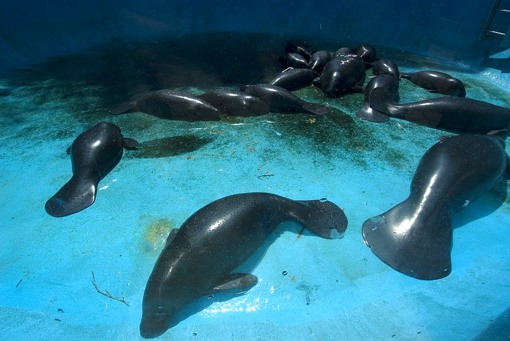 Endangered Amazon manatees (Trichechus inunguis) waiting for fresh water in a holding tank, Manaus, Amazonas, Brazil, South America