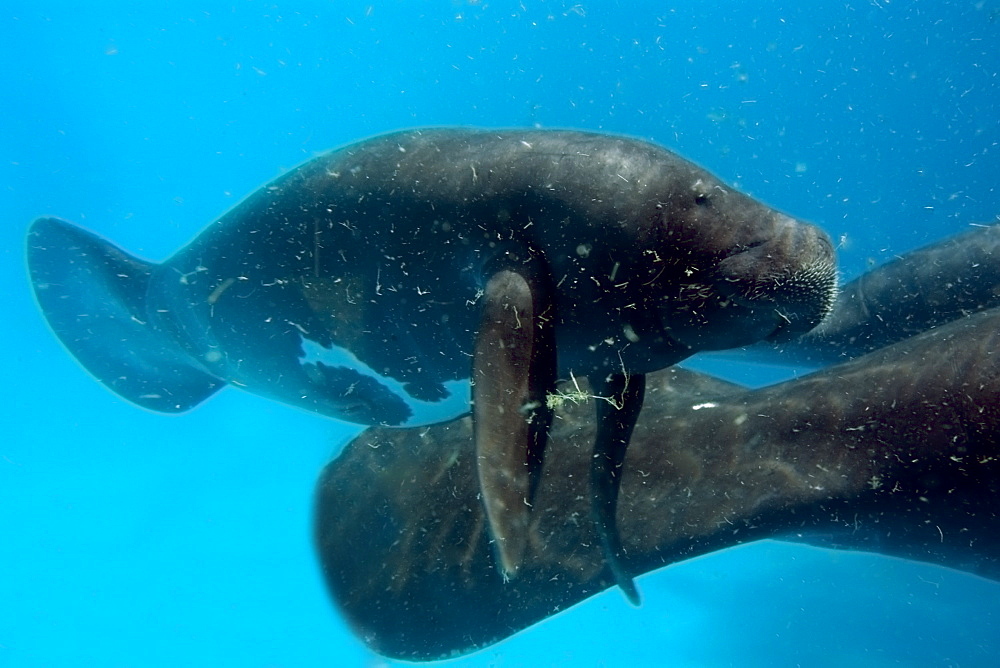 Endangered Amazon manatees (Trichechus inunguis) calf, Manaus, Amazonas, Brazil, South America