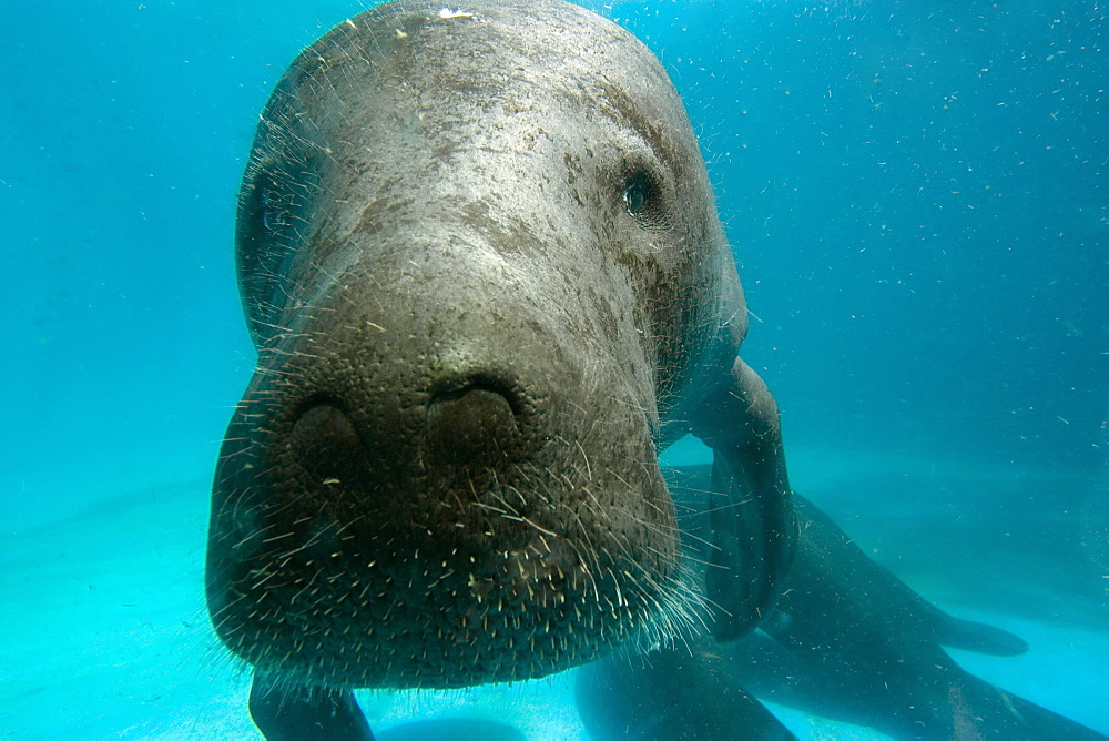 Amazon manatee (Trichechus inunguis) face detail, endangered,  Manaus, Amazonas, Brazil, South America