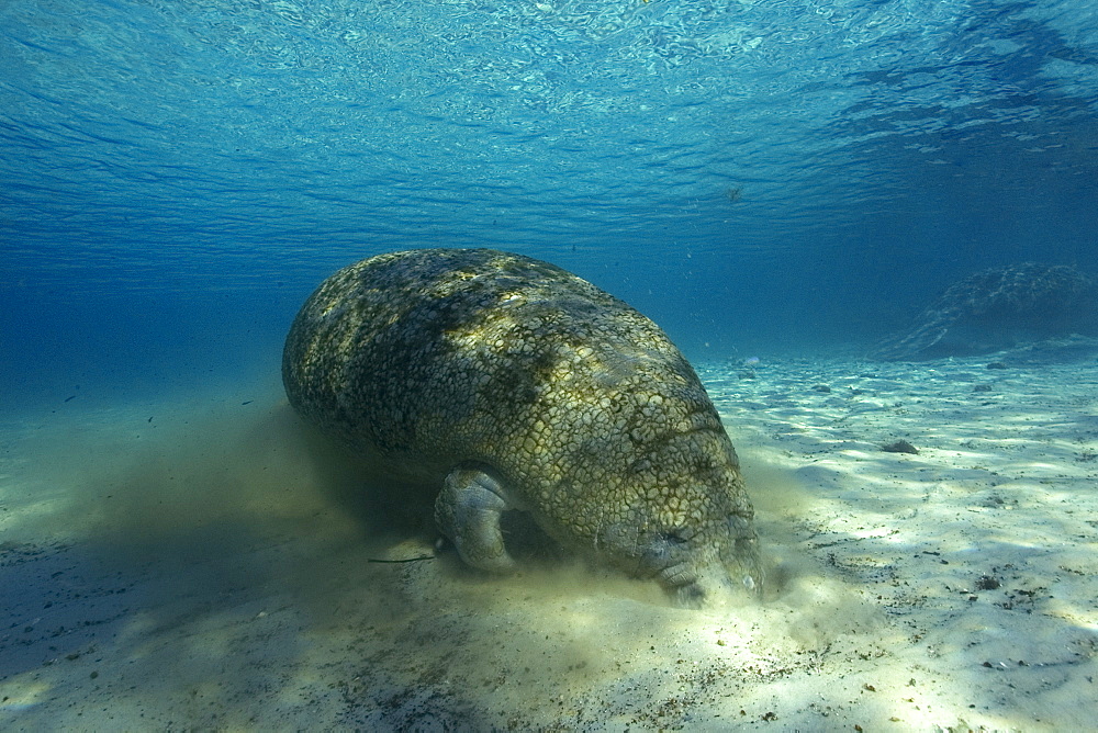 Florida manatee (Trichechus manatus latirostrus) searching for food, Crystal River, Florida, United States of America, North America