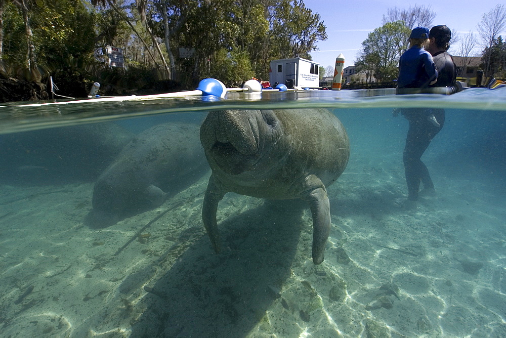 Father and daughter observe Florida manatee (Trichechus manatus latirostrus), Crystal River, Florida, United States of America, North America