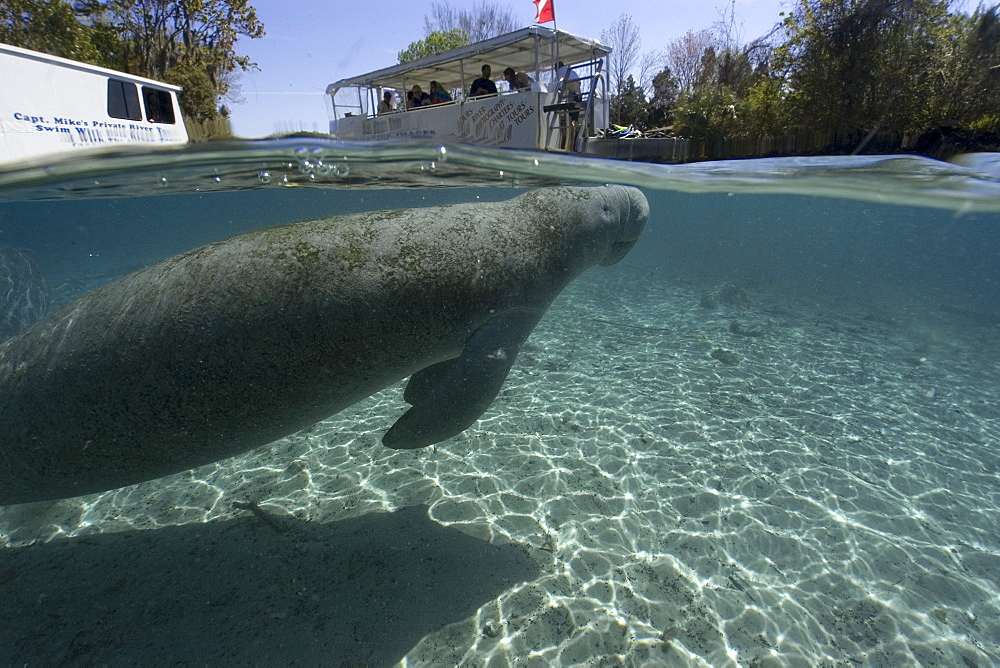 Pontoon boat prepares to unload snorkelers while Florida manatee (Trichechus manatus latirostrus) takes a breath, Crystal River, Florida, United States of America, North America