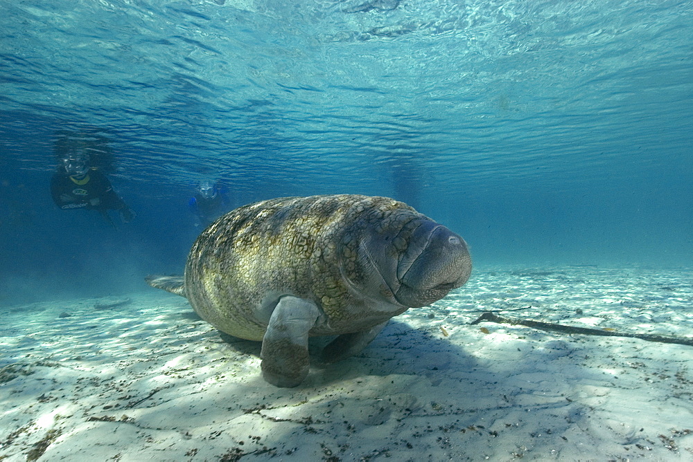 Free diver observes Florida manatee (Trichechus manatus latirostrus), Crystal River, Florida, United States of America, North America