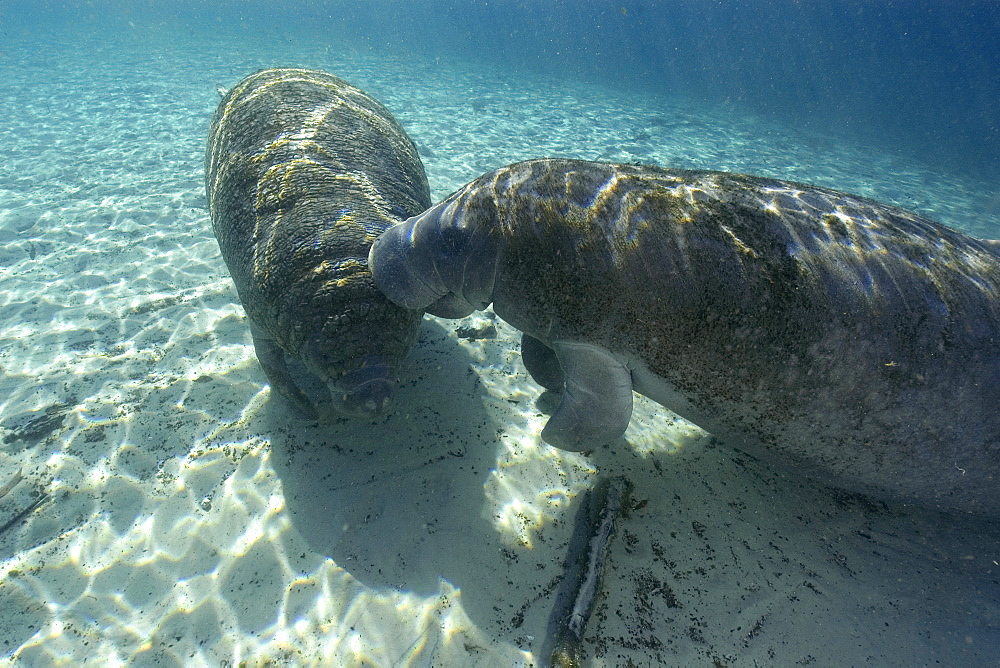 Florida manatee (Trichechus manatus latirostrus), Crystal River, Florida, United States of America, North America