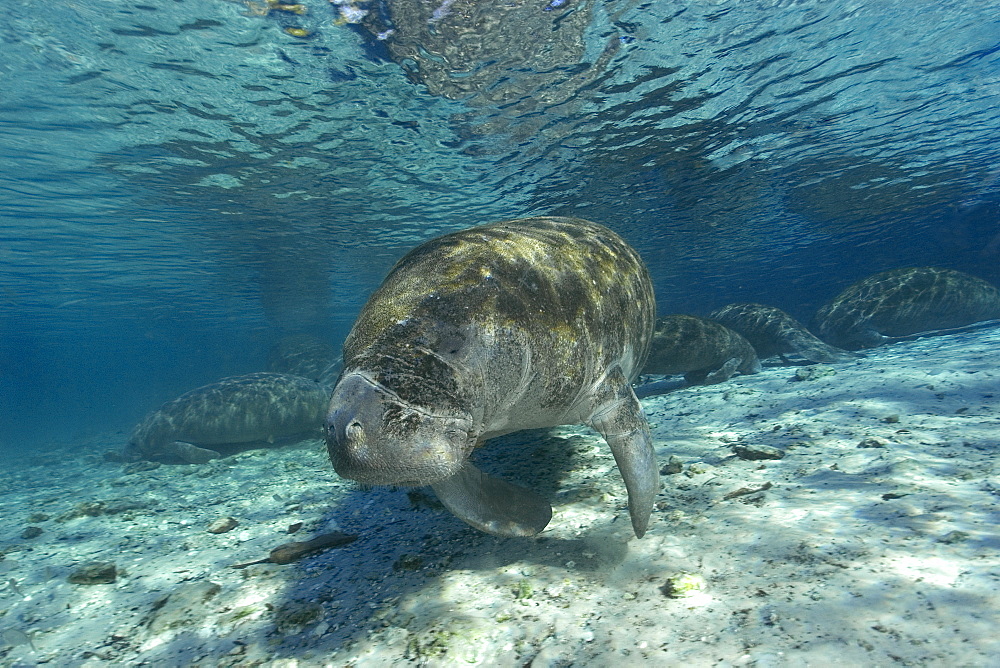 Florida manatee (Trichechus manatus latirostrus), Crystal River, Florida, United States of America, North America