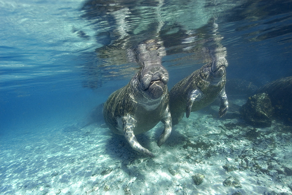 Florida manatees (Trichechus manatus latirostrus) surface to breathe, Crystal River, Florida, United States of America, North America